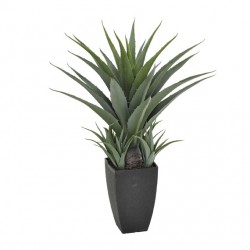Agave