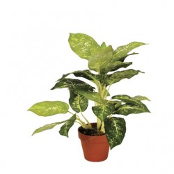 Calatea Luisae