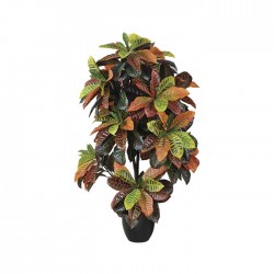 Croton