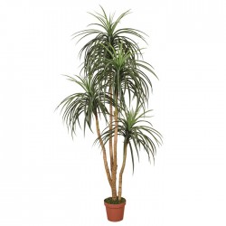 Nolina artificial