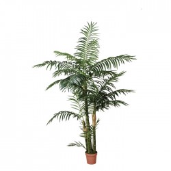 Palmera