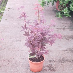 Acer palmatum atropurpureum