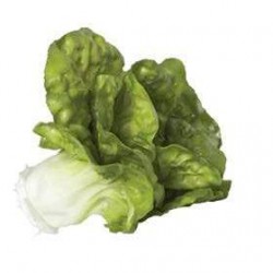 Lechuga