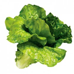 Lechuga II