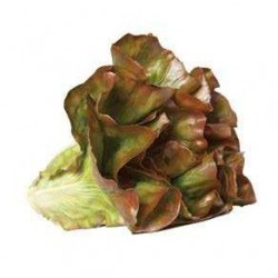 Lechuga morada