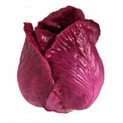 Lombarda