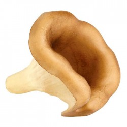 Níscalo