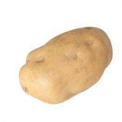 Patata