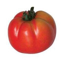 Tomate maduro rama