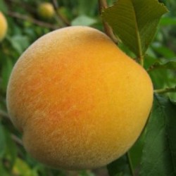 Melocoton calanda