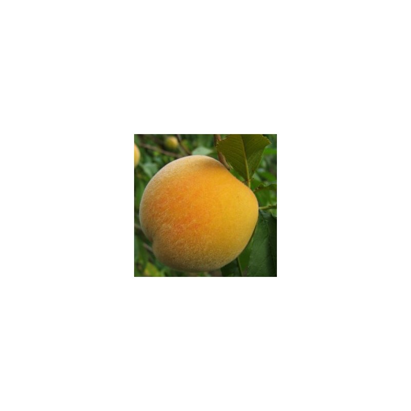 Melocoton calanda