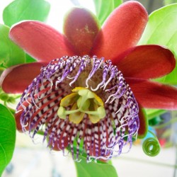 Passiflora quadrangularis