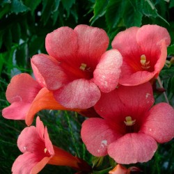 Bignonia campsis radicans