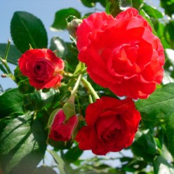 Rosal lloron scarlet...