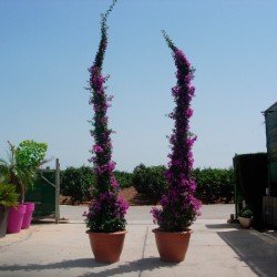 Bougainvillea pirámide
