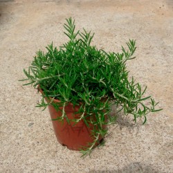 Romero postratus