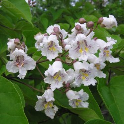 Catalpa bignoinoides