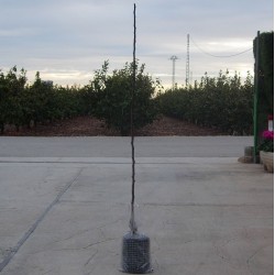 Peral becana del calpeso
