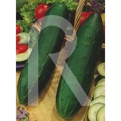 Semillas pepino ashley