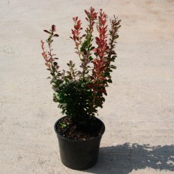 Berberis thunbergii helmond...