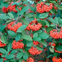 Cotoneaster lacteus