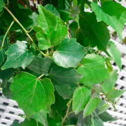 Parra tricuspidata veitchii