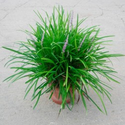 Liriope muscari