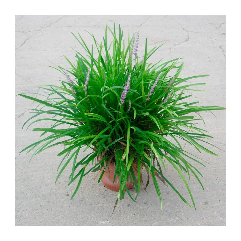 Liriope muscari