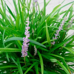 Liriope muscari