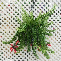 Aeschynanthus twister