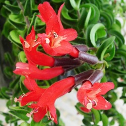 Aeschynanthus twister