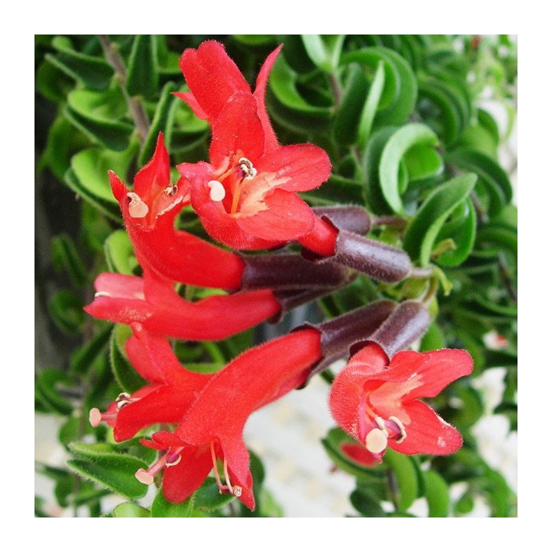 Aeschynanthus twister