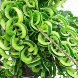Aeschynanthus twister