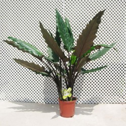 Alocasia lauterbachiana