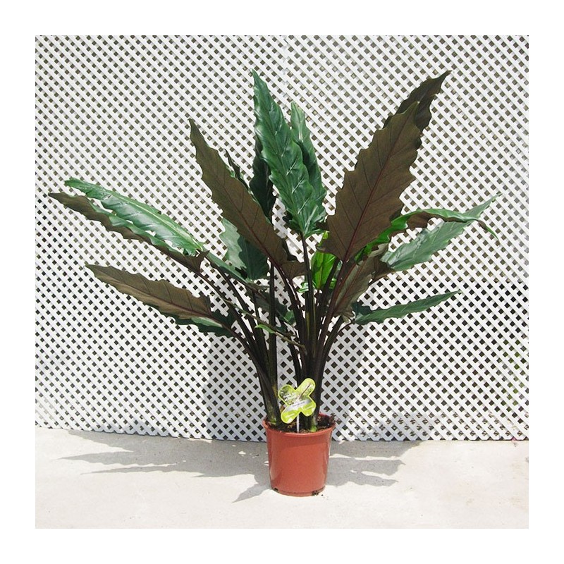 Alocasia lauterbachiana