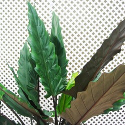 Alocasia lauterbachiana