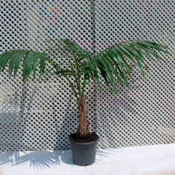 Howea forsteriana