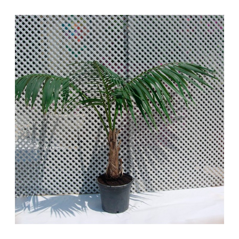 Howea forsteriana