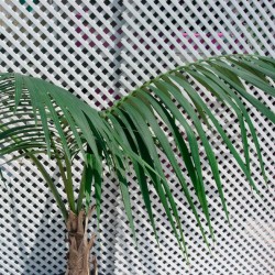 Howea forsteriana