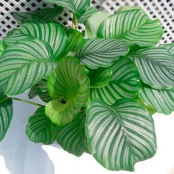 Calathea Orbifolia