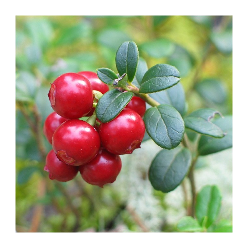 Arándano rojo