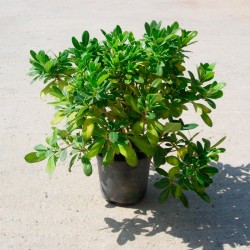 Pittosporum tobira nana