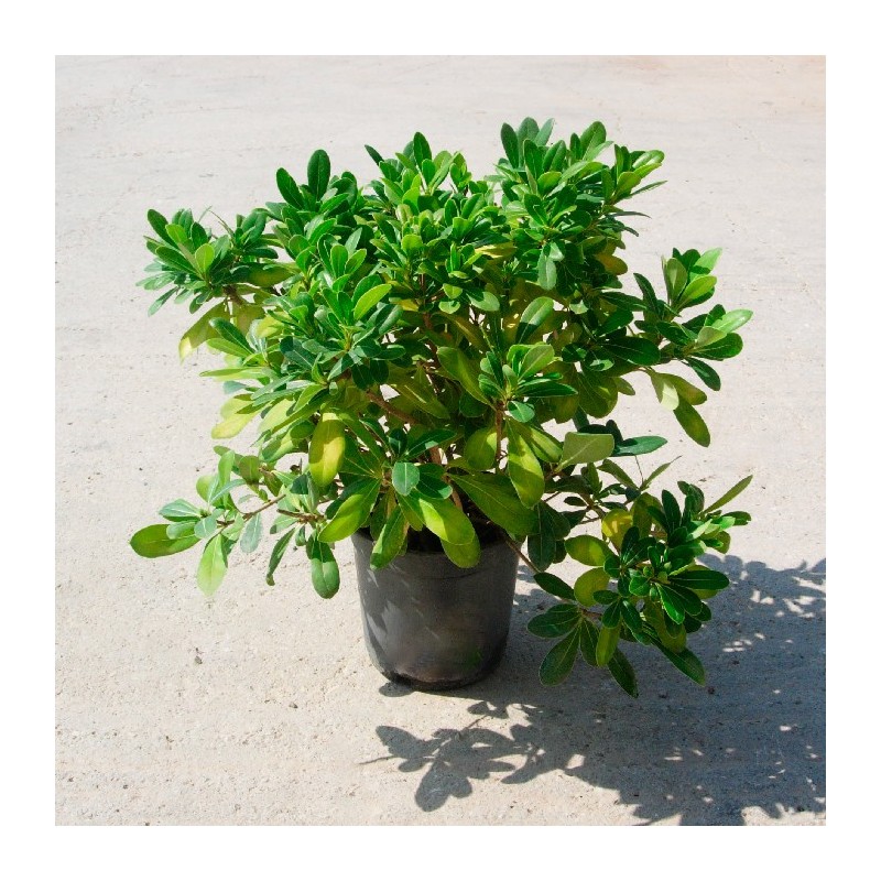 Pittosporum tobira nana