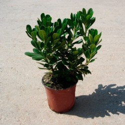 Pittosporum tobira
