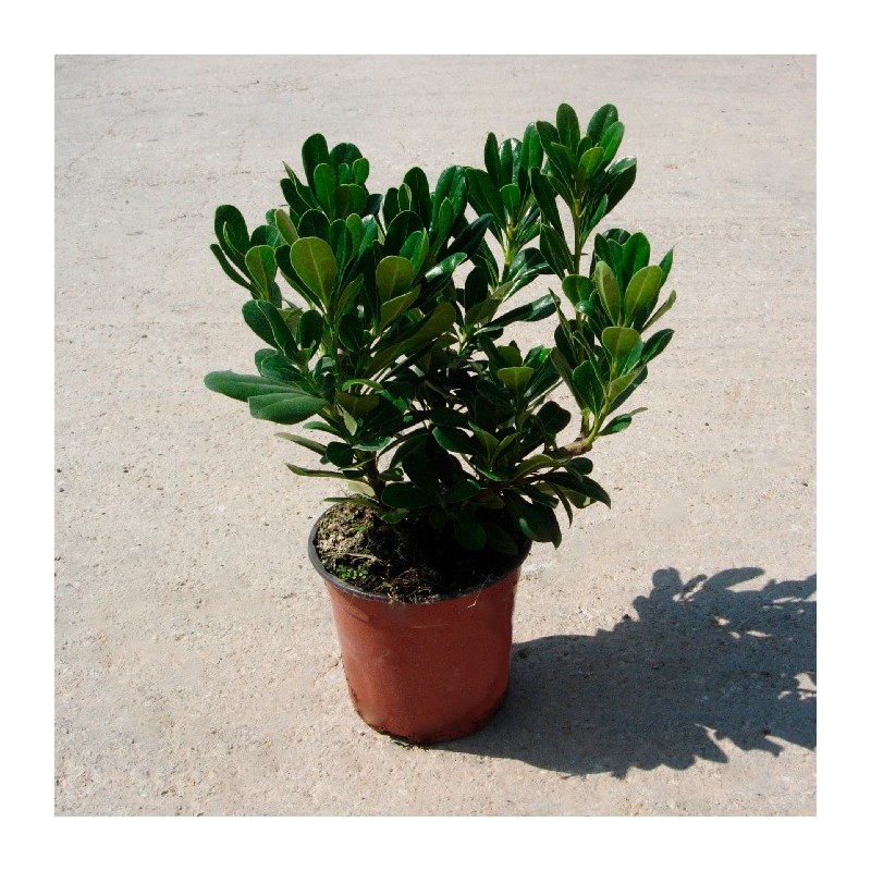 Pittosporum tobira