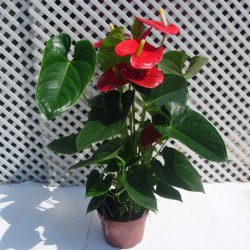 Anthurium turenza rojo