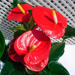 Anthurium turenza rojo