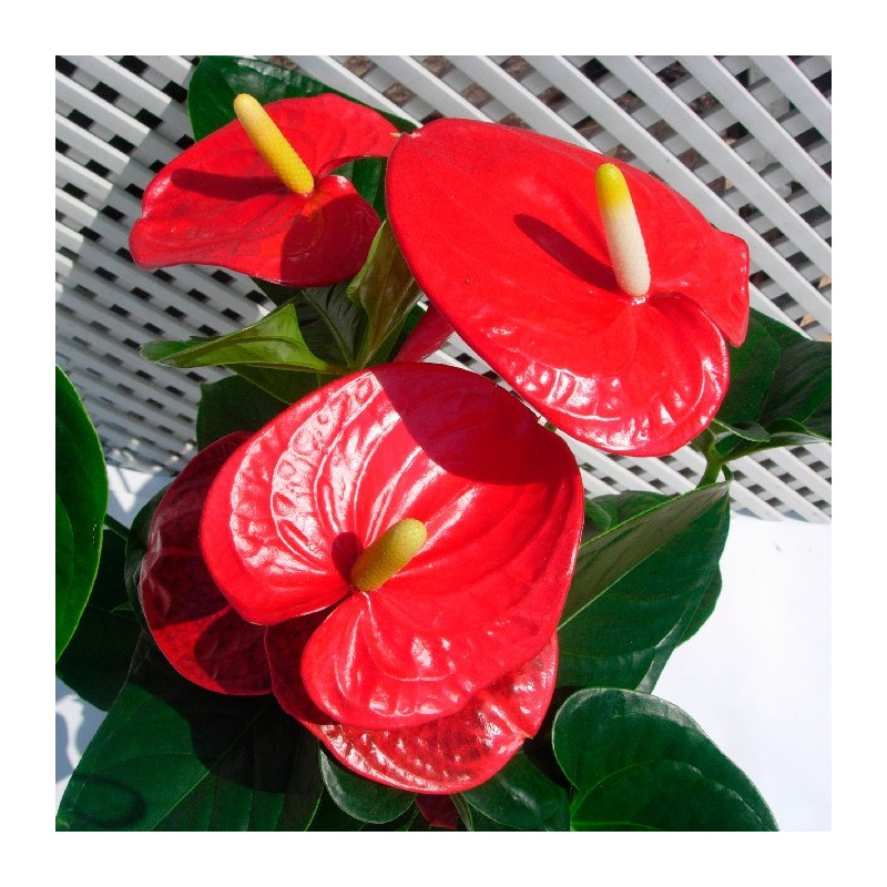 Anthurium turenza rojo