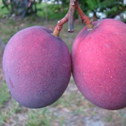 Mango tommy atkins