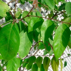 Carambola